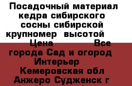 Посадочный материал кедра сибирского (сосны сибирской) крупномер, высотой 3-3.5  › Цена ­ 19 800 - Все города Сад и огород » Интерьер   . Кемеровская обл.,Анжеро-Судженск г.